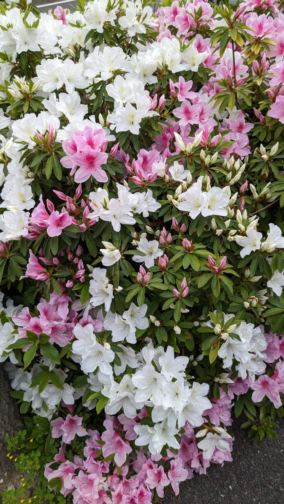 事務サポートSのブログ『通勤路の癒し♪』の画像