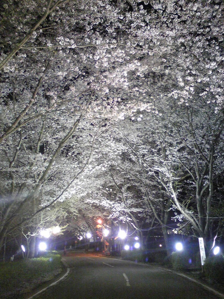 取手市　さくら荘の画像