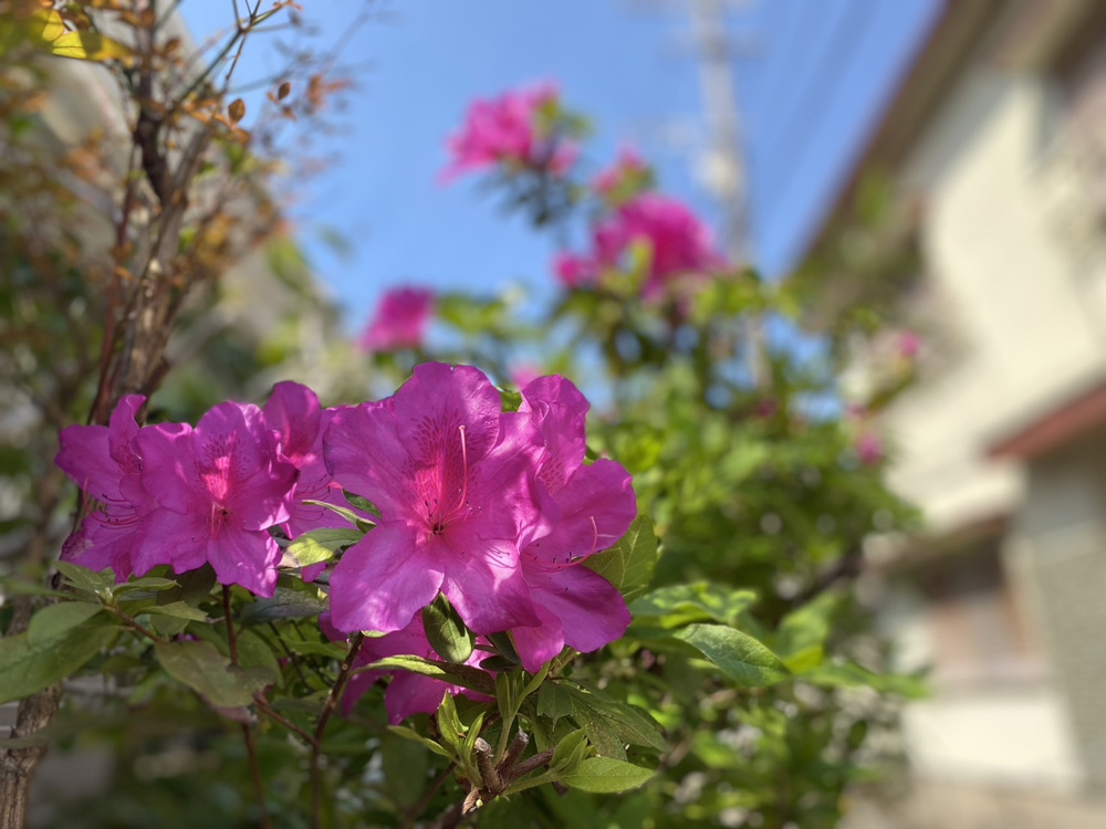 お花と、食べる事、温泉が大好きです！の画像