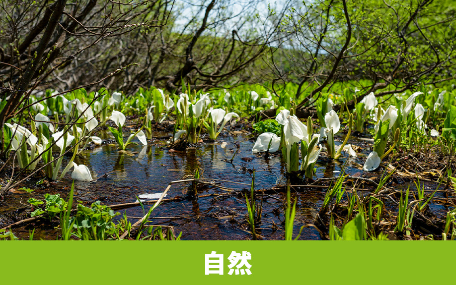 群馬でハイキングが楽しめる公園！「尾瀬国立公園」の自然