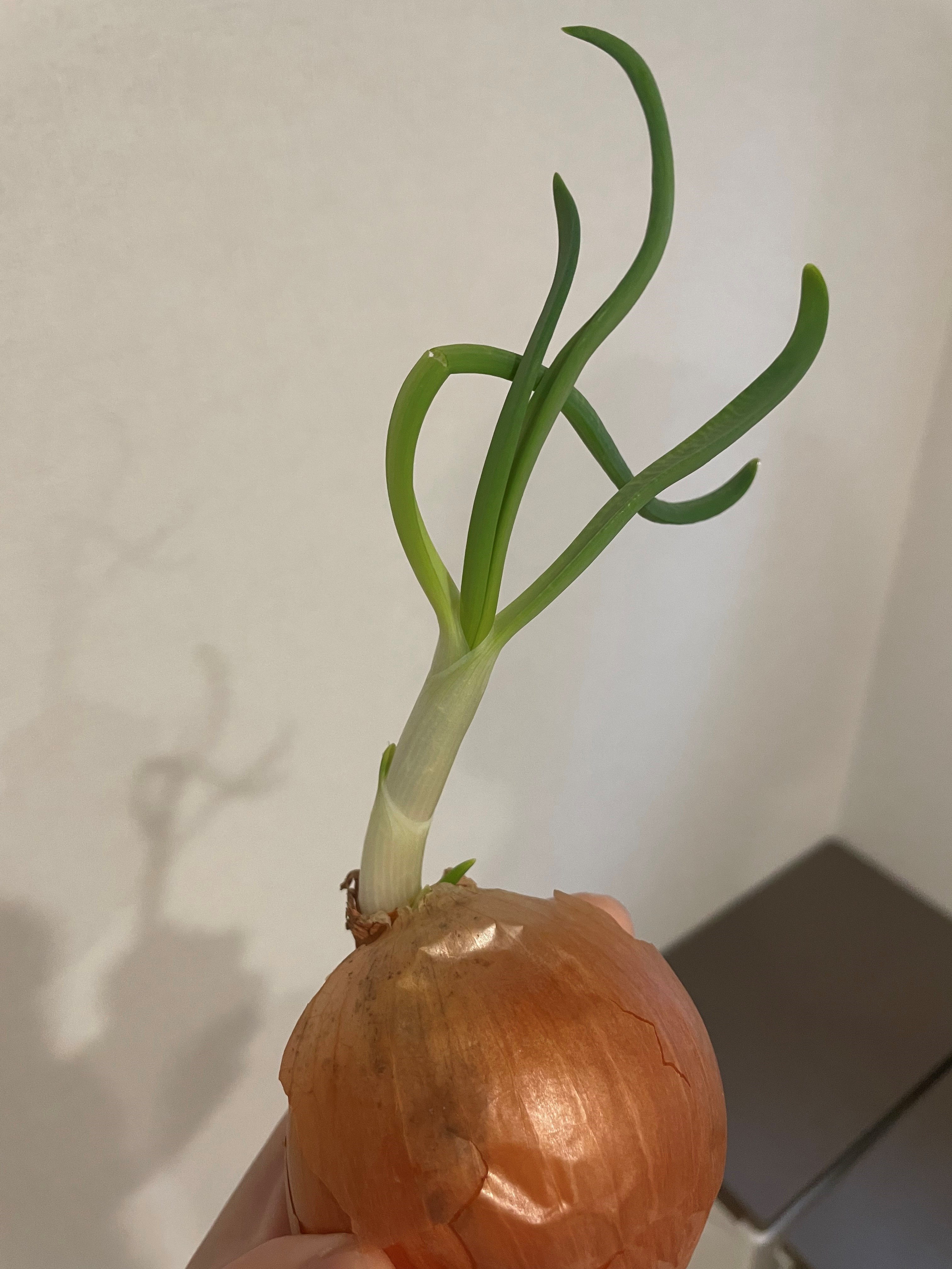 た、たまねぎ...？の画像