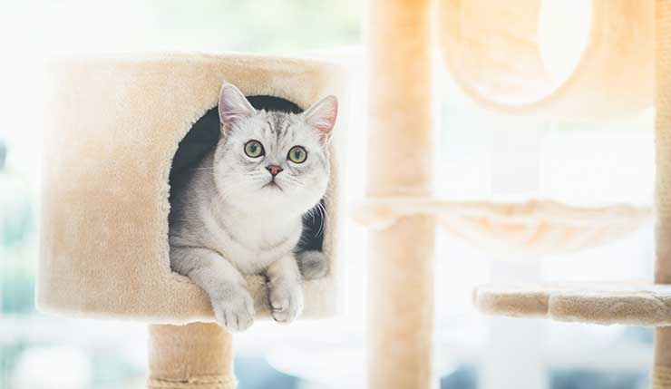 ペット飼育可能物件（猫ちゃん）のご紹介の画像