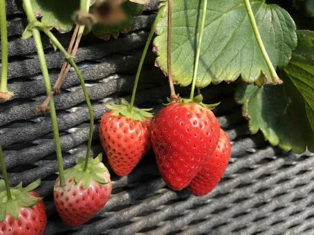 小山市のスローライフリゾートいちごの里ファームとは？魅力をご紹介