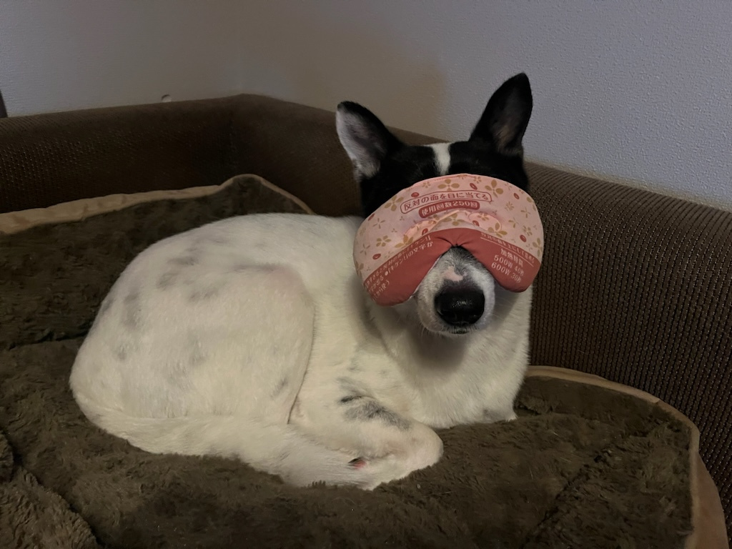 目が病の画像
