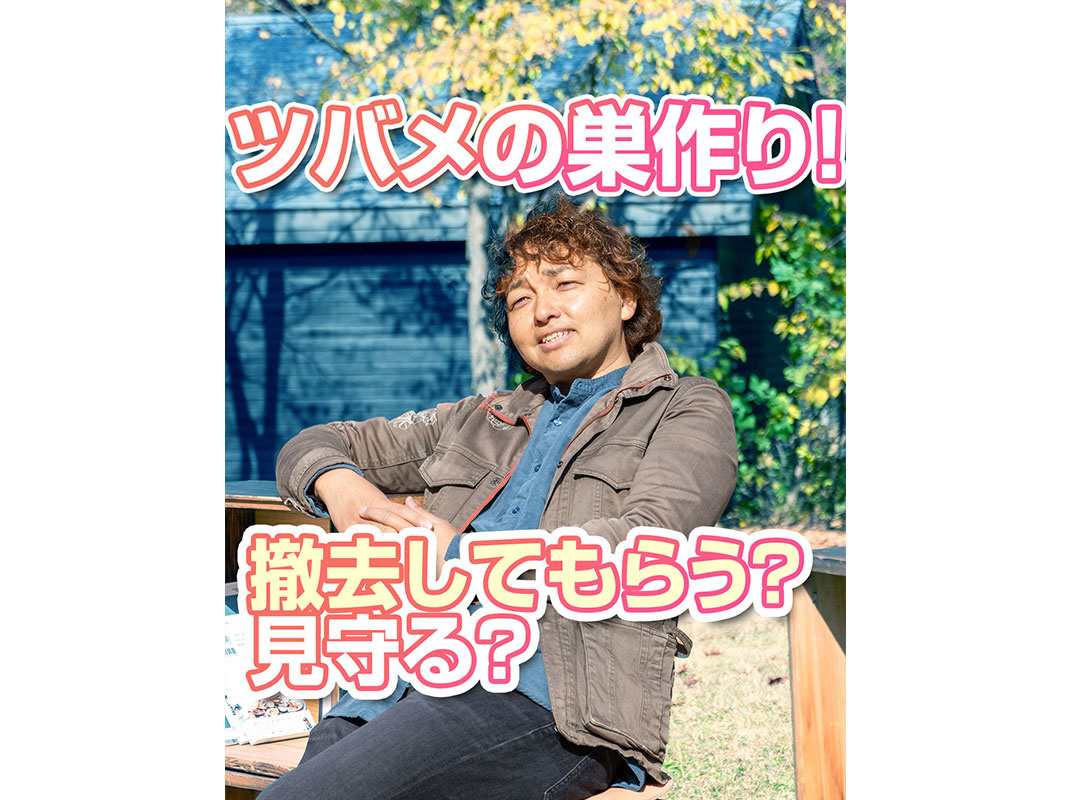 【軽井沢の暮らし】ツバメの巣作り！撤去してもらう？見守る？～賃貸オーナー様へ～の画像