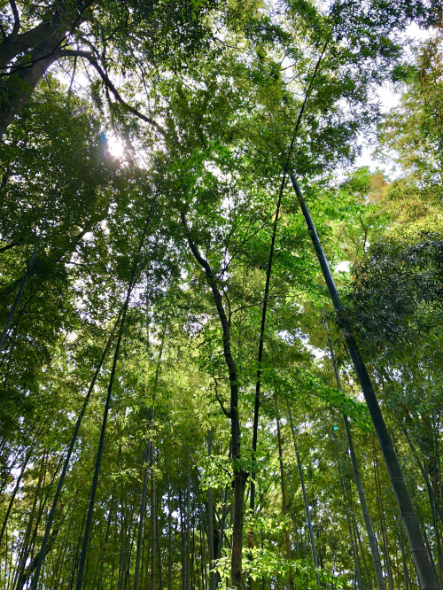 小山市にある森の画像