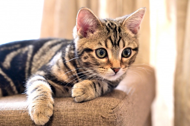 マンション査定額はペットを飼っていると下がる？理由や注意点を解説の画像