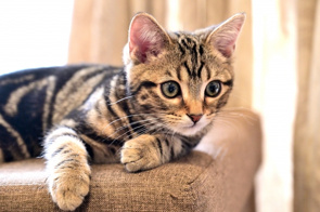 マンション査定額はペットを飼っていると下がる?理由や注意点を解説の画像