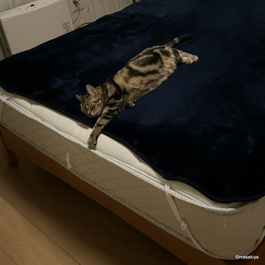 来年の話の画像