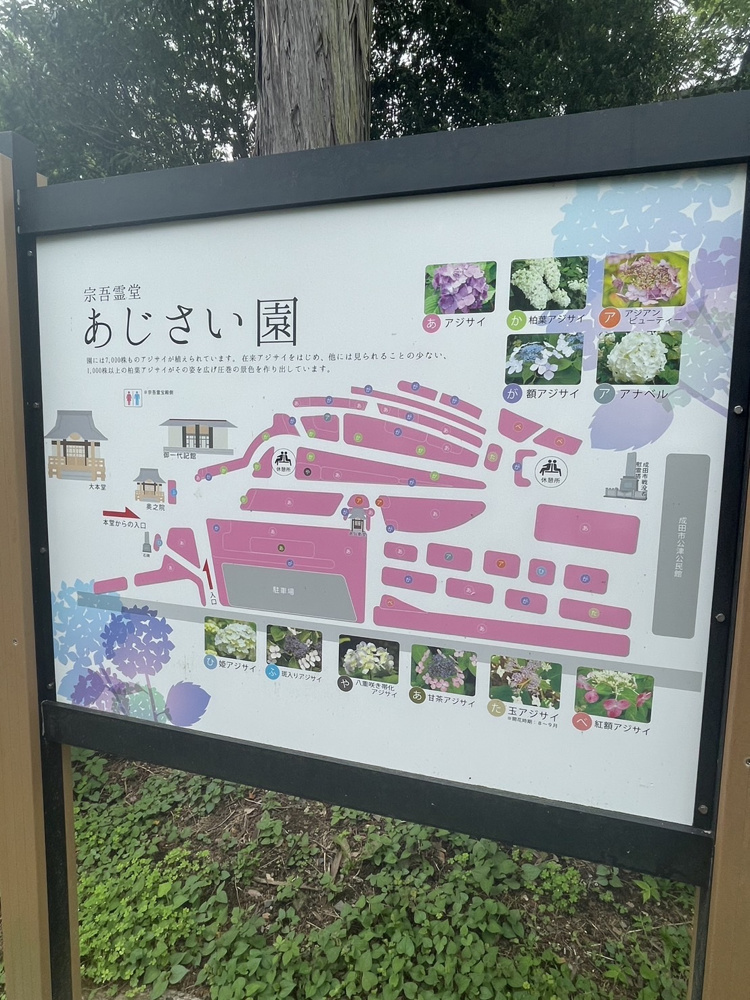 第１９回宗吾霊堂紫陽花まつりの画像