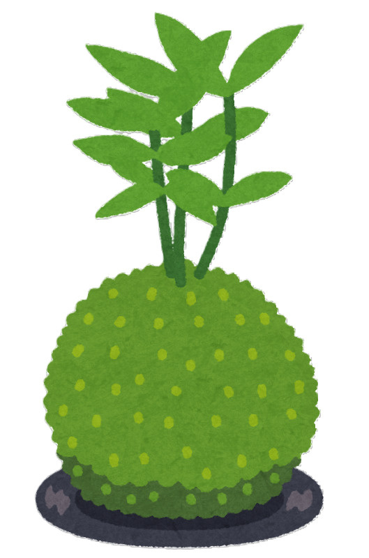苔玉の画像