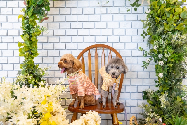 ペットを飼ってるマンションは売却額が下がる？査定ポイントと価格を下げないコツを解説！の画像