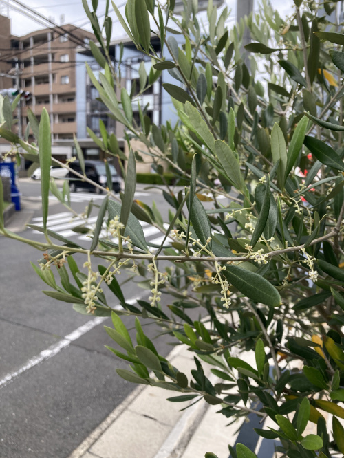 初夏に咲く花の画像