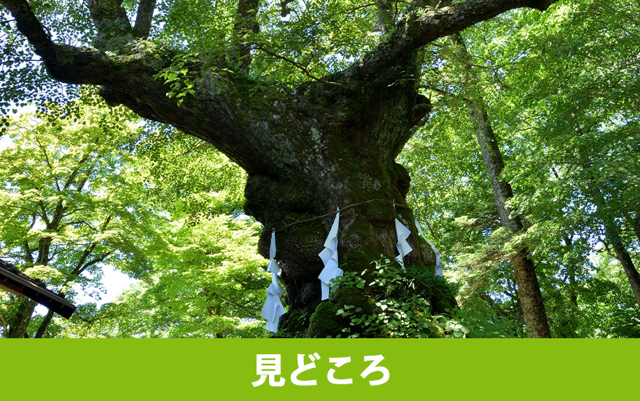 軽井沢町にある熊野皇大神社の見どころ