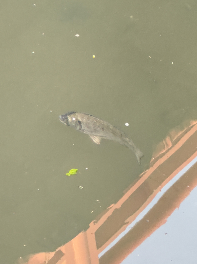 釣れない黒鯛の画像