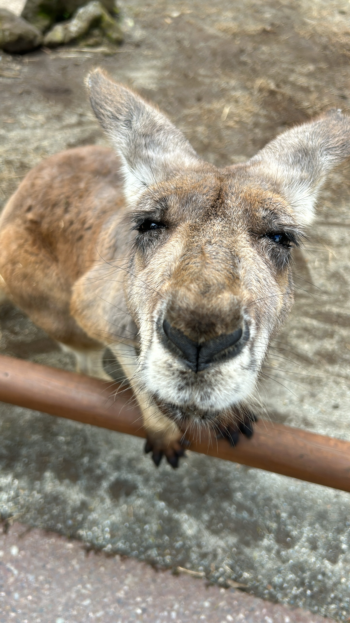 ホントにホントにライオンでした（笑）の画像