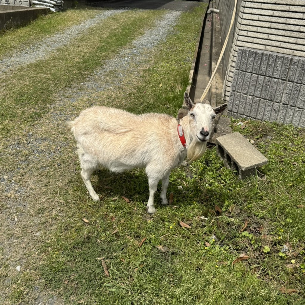 え...？山羊......?の画像