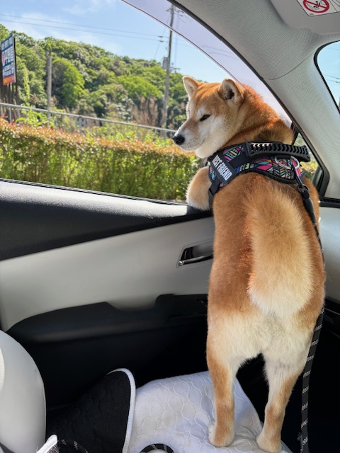 我が家のアイドルの画像