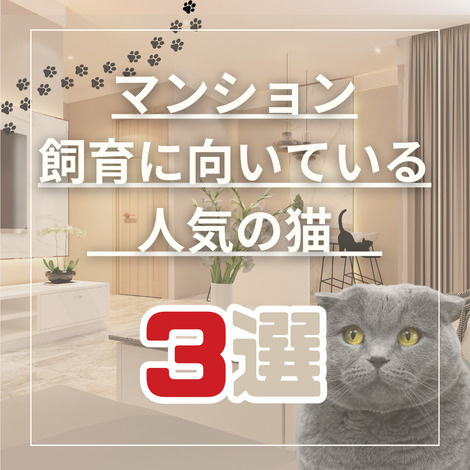 マンション 飼育に向いている人気の猫3選の画像