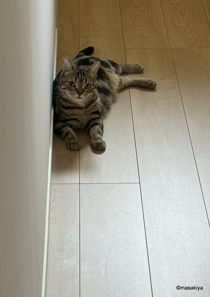 起こすネコの画像