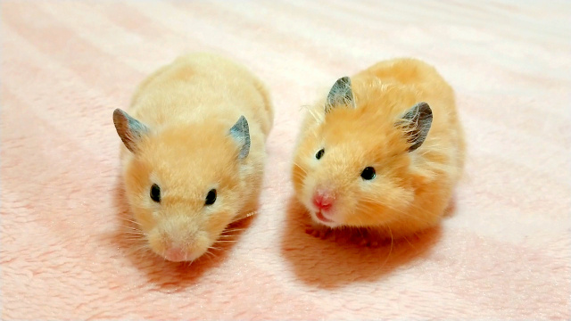 ペット不可の賃貸マンションではハムスターや小動物も飼えないの？の画像