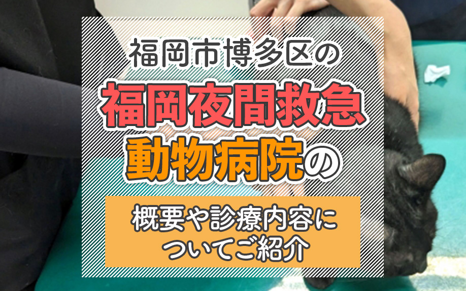 福岡市博多区の福岡夜間救急動物病院の概要や診療内容についてご紹介の画像