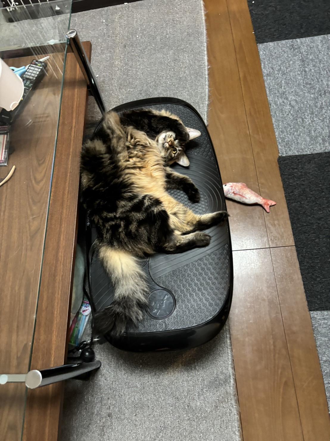 黒坂のネコネコ日記④の画像