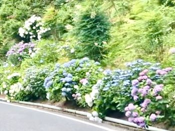 お部屋に花をかざりませんかの画像