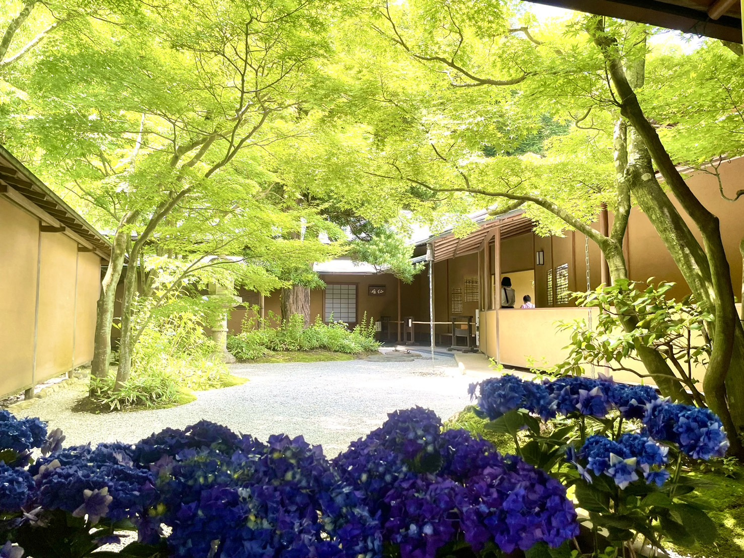 紫陽花スポット~鎌倉に移築された名邸~の画像