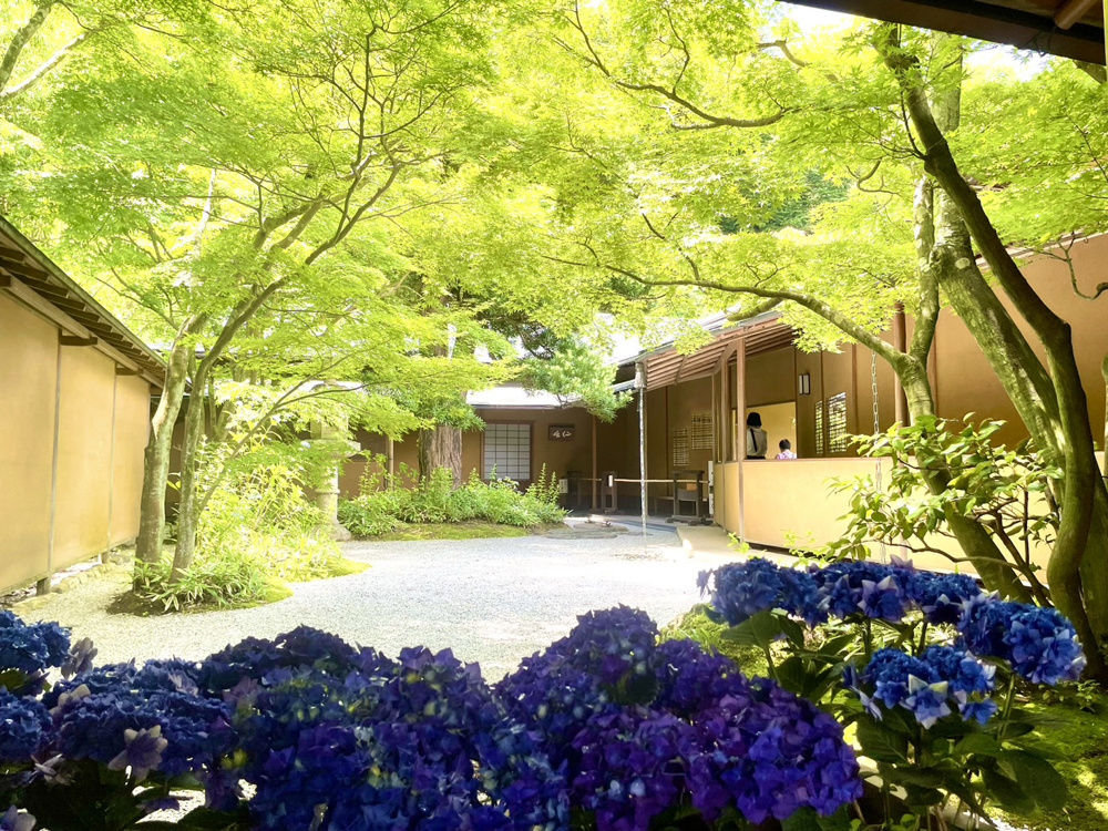 紫陽花スポット～鎌倉に移築された名邸～の画像