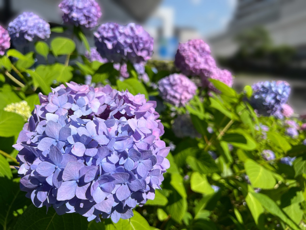 6月もあと少し！の画像