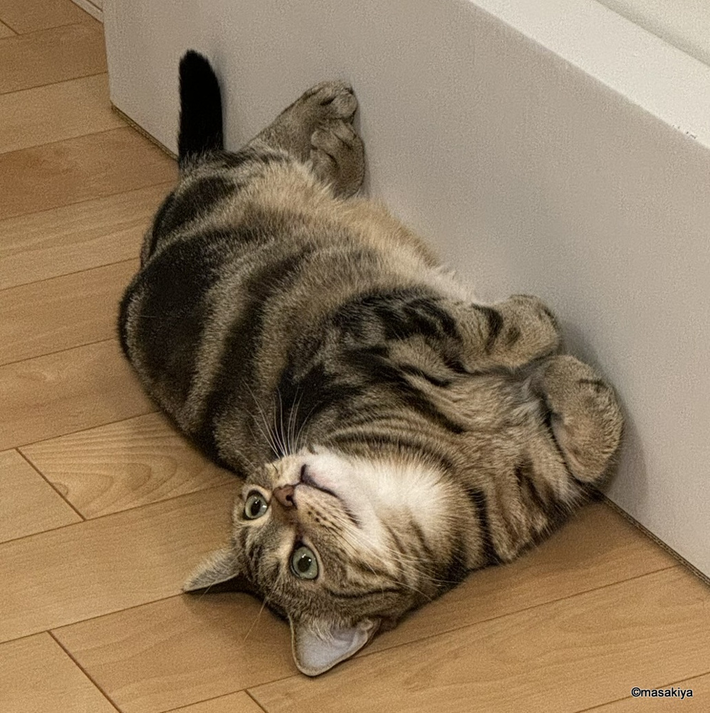半年の画像