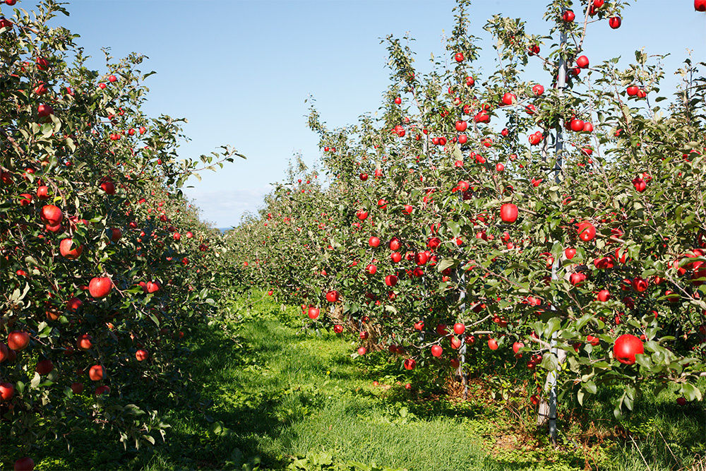 りんごの木の画像