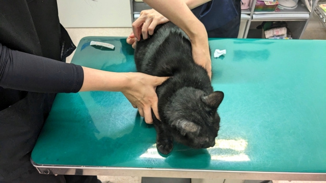 明石市にある「すこやか動物病院」の診療内容