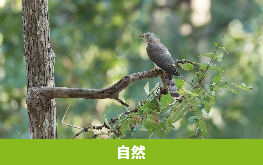 栃木県にある戦場ヶ原での自然の楽しみ方とは