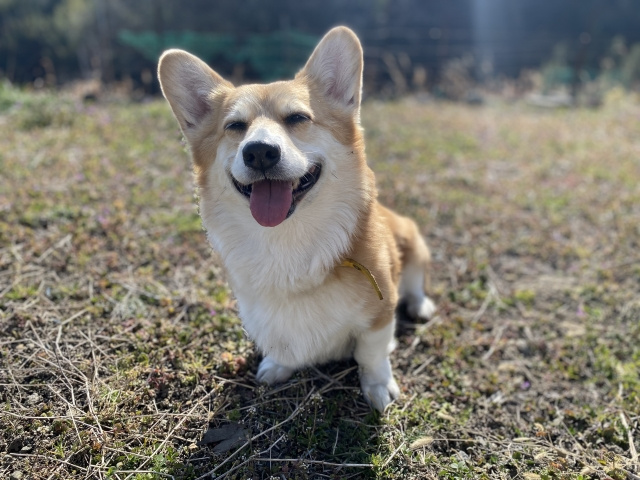 【奈良駅周辺でペット可(相談可)の賃貸物件とは？】まとめ