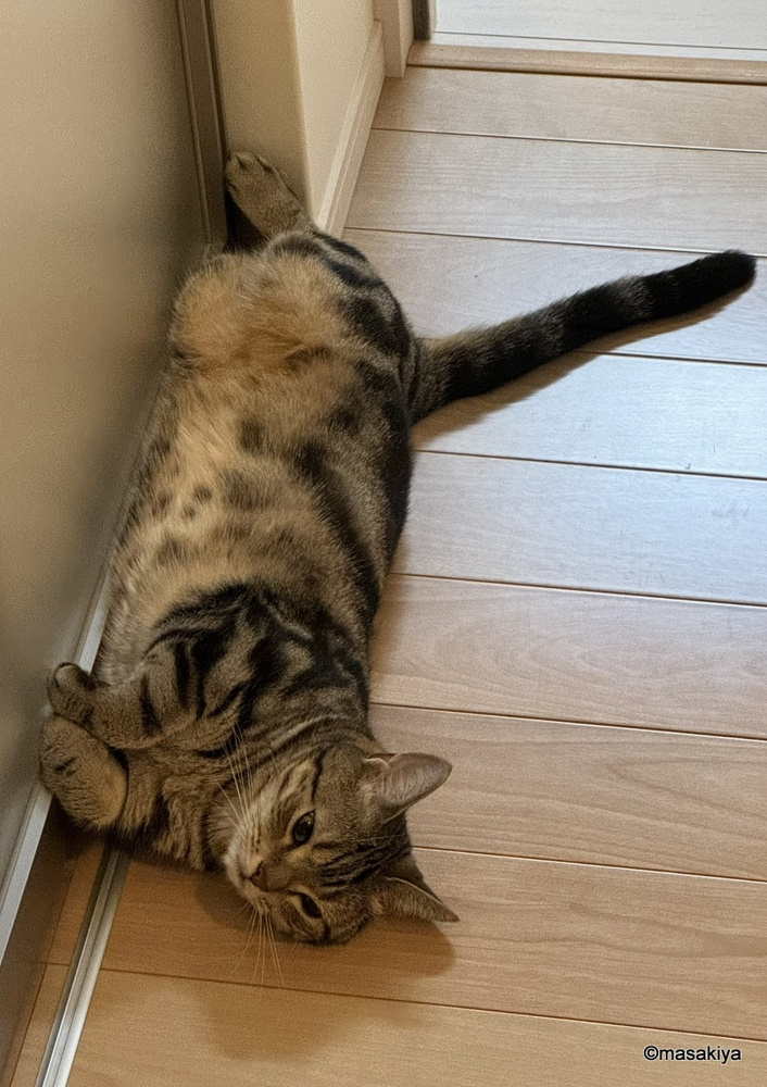 猛暑の画像