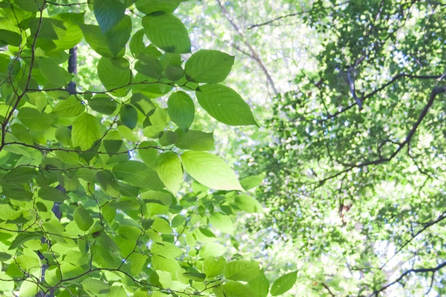土地の売却で目にする「緑地保全地域」とは？規制内容についても解説