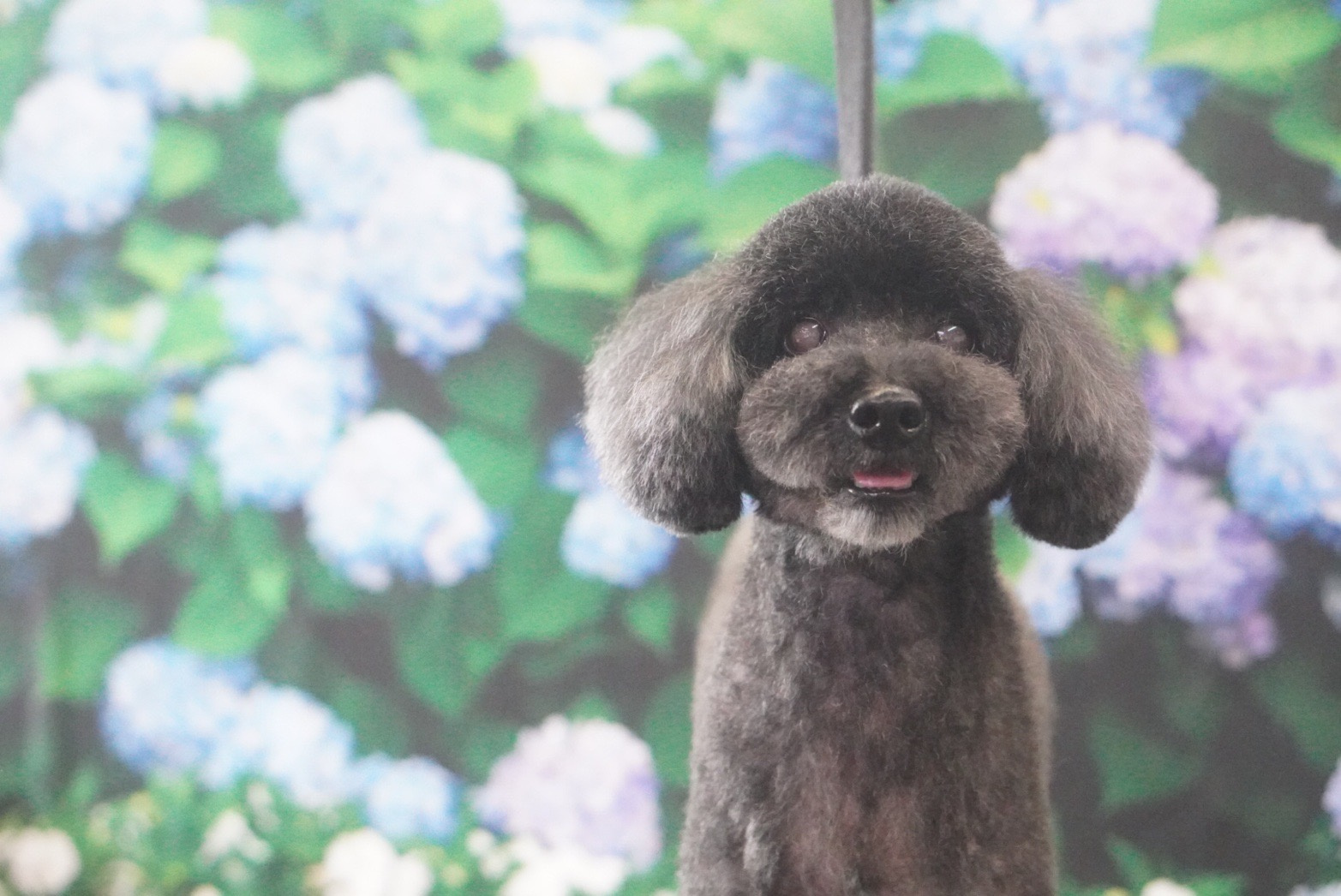 ペットサロン(=^・^=)の画像