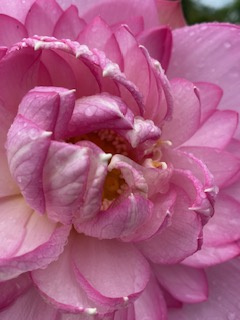 【暑中お見舞い申し上げます】の画像