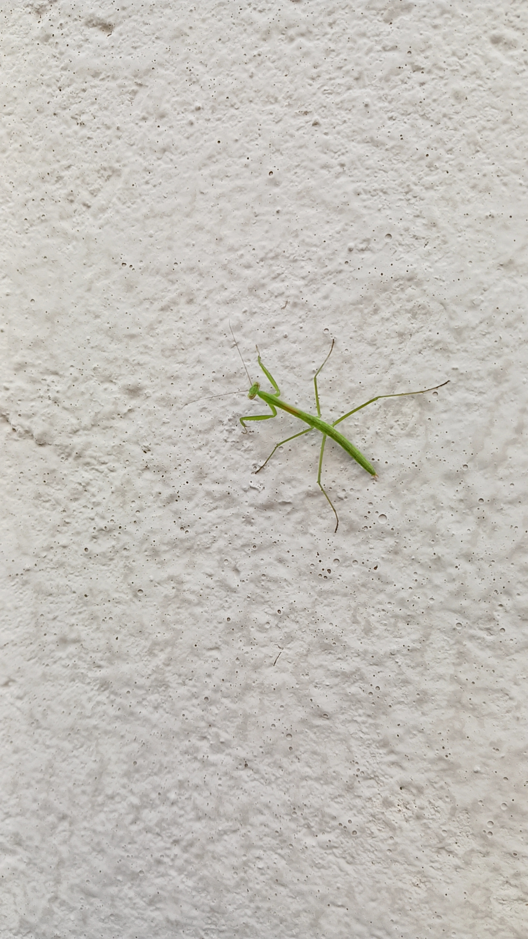 スムトコ事務サポートOのブログ『カマキリ✨』の画像