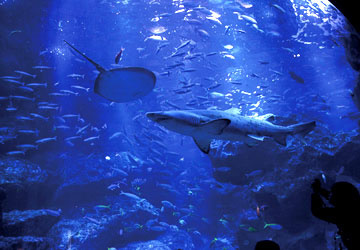 すみだ水族館の魅力をご紹介！の画像