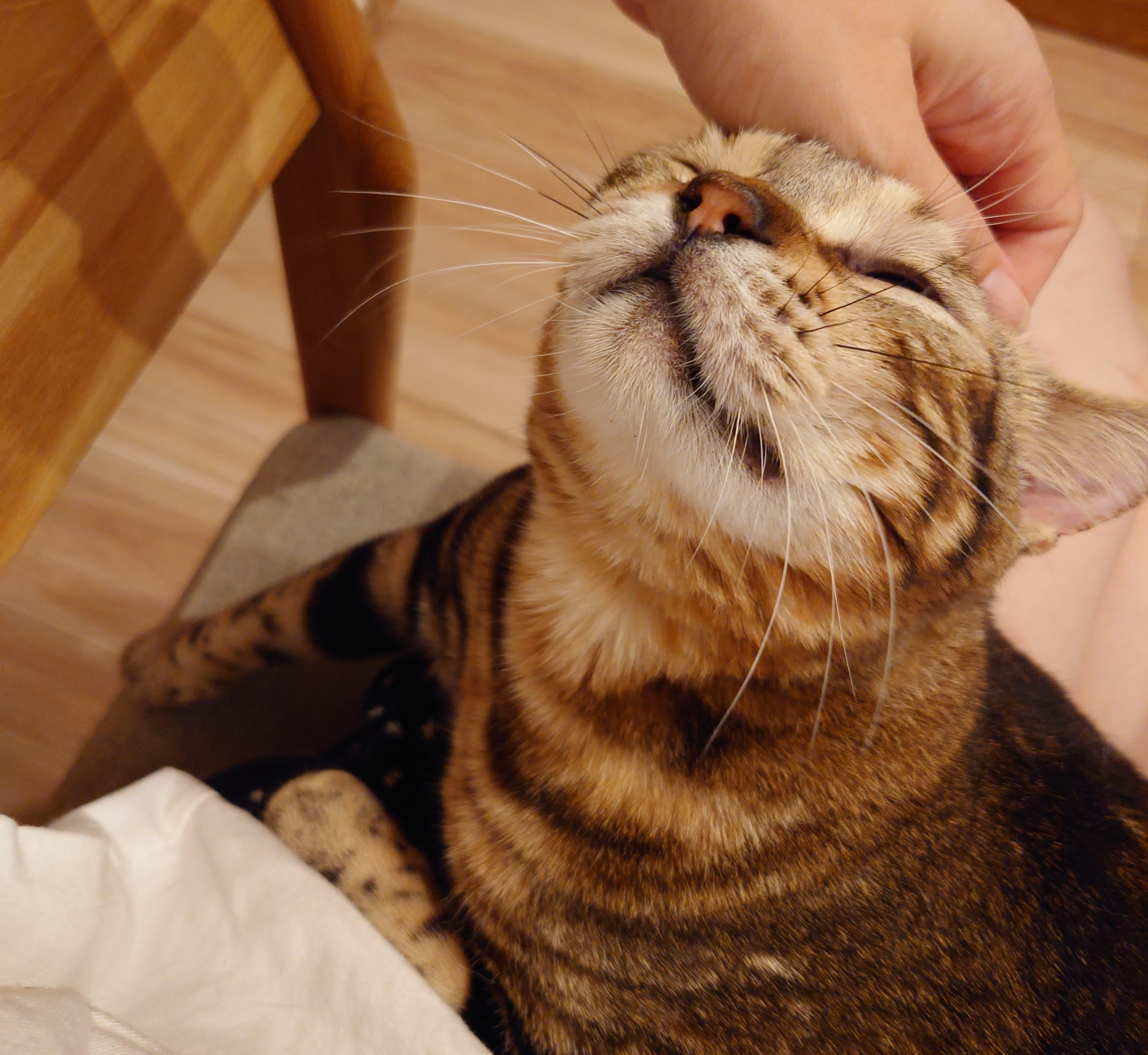 賃貸でペットと住む際用意すべきものの画像