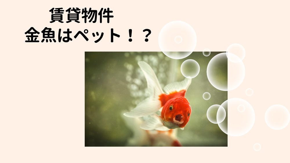 賃貸物件　金魚はペット!?の画像
