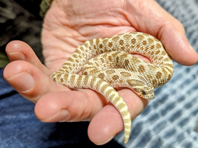 アパートでペットを飼う際の注意点
