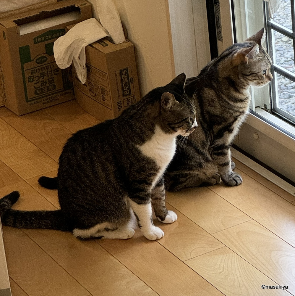 夏のネコの画像