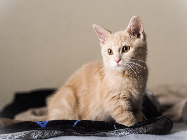 一戸建てでペットを飼育する際のにおい対策！おすすめの設備についてご紹介の画像