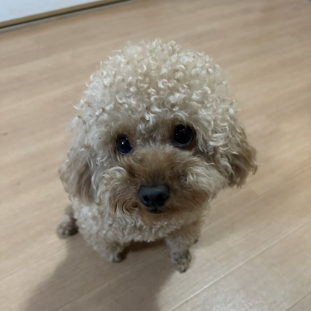 帰れるわけがない。。。の画像