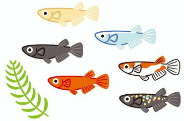 黒崎メダカフェス開催の画像