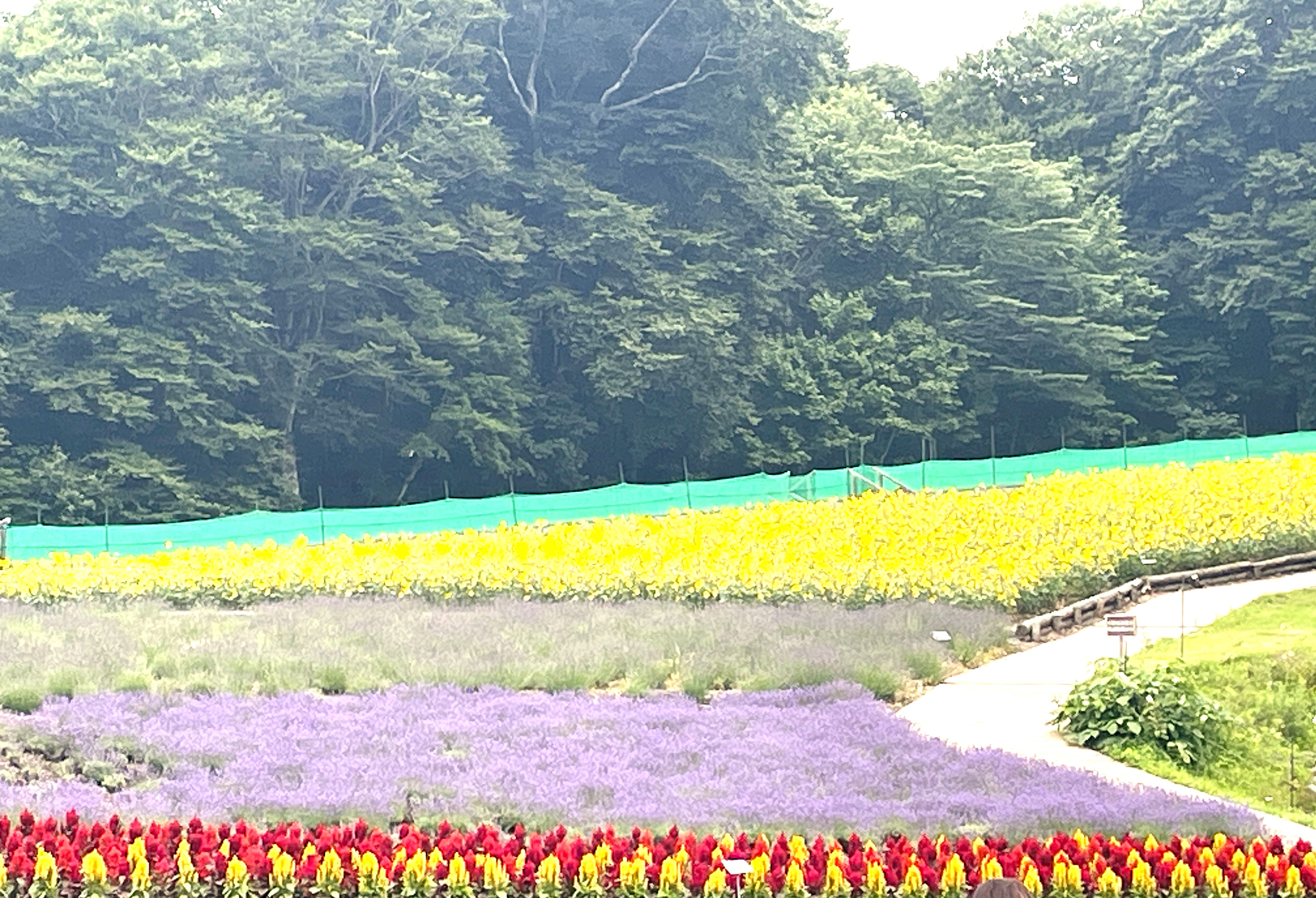 夏の避暑地へ癒しのプチ旅行☆の画像